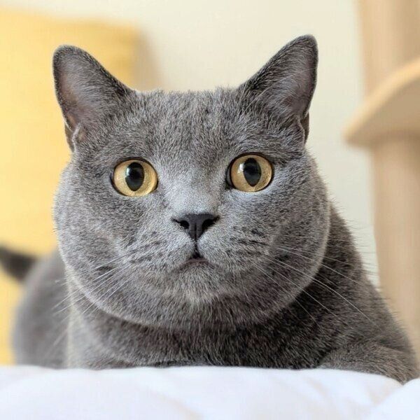 まんまるな目のたぬきくん