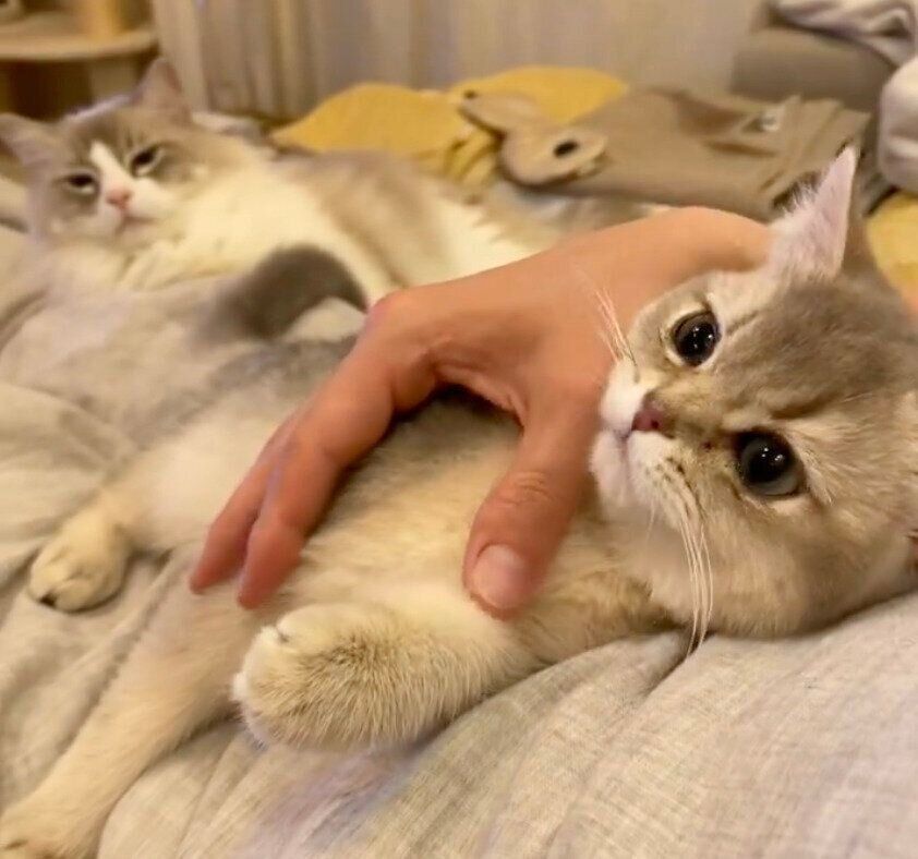 パパさんに甘えるミアちゃんと、その様子を見つめるニコくん