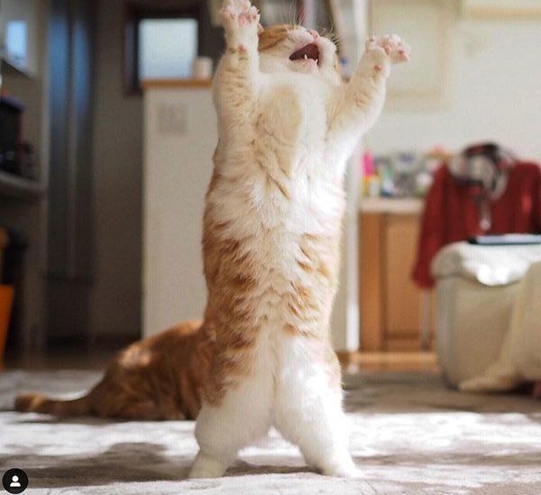 かわいいポーズをするマンチカン