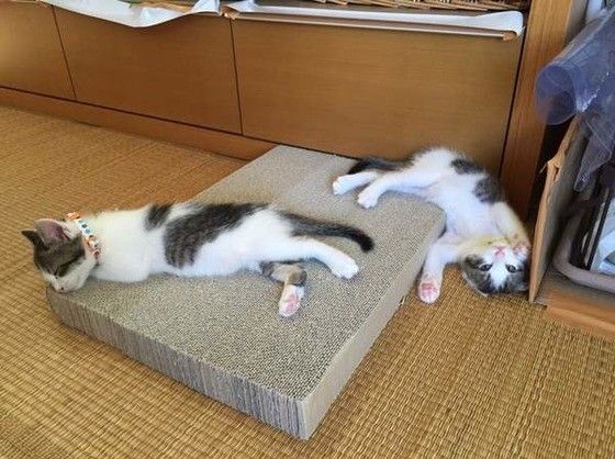 爪とぎをする猫
