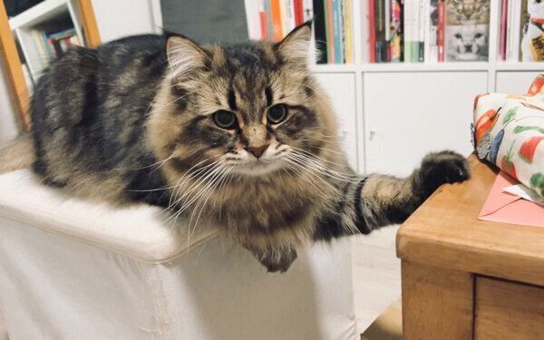 机の上に乗りたいヤマネコくん