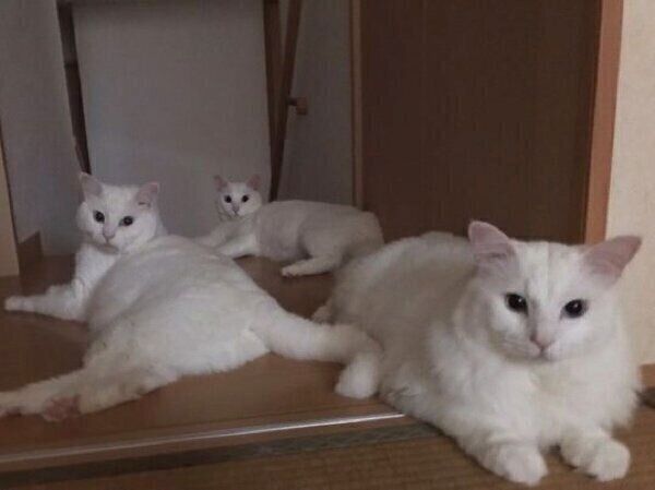 ぺちゃくん、たらぺちくん、ちゃばたくん