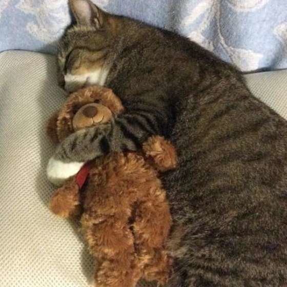 ぬいぐるみにすりすりする猫