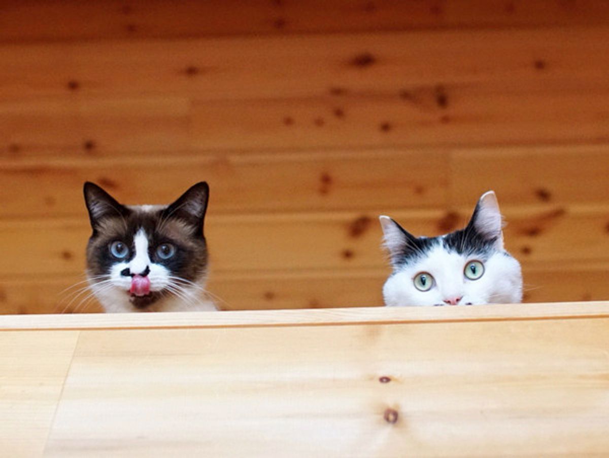愛猫にシュールなアテレコ じわじわくる激かわ写真に悩殺されちゃう ねこのきもちweb Magazine 愛猫にシュールなアテレコ じわじわくる激かわ写真に悩殺されちゃう ねこのきもちweb Magazine