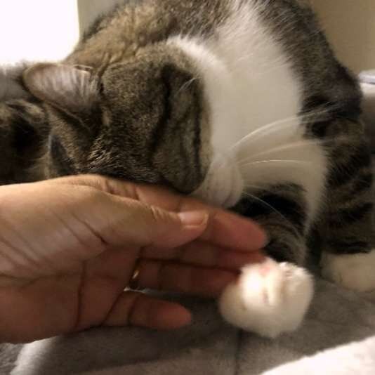 手にスリスリする猫