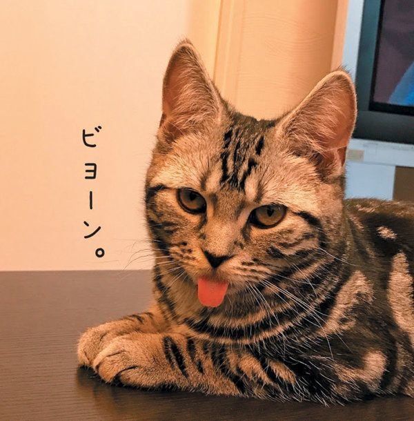 愛しき猫のふしぎ