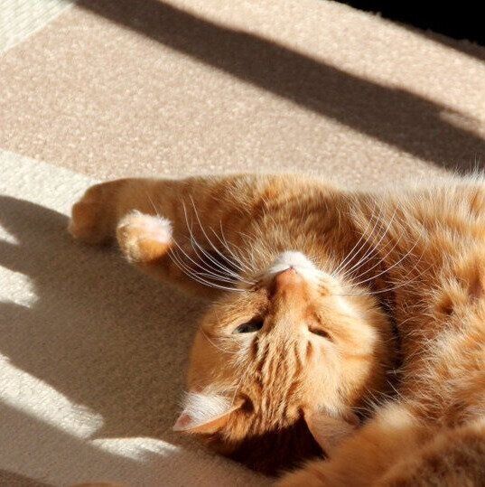 ひなたぼっこをするレンくん