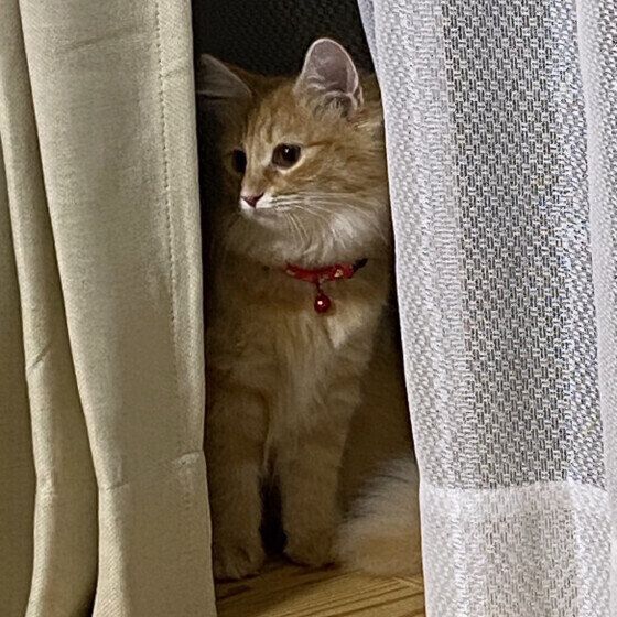 ノルウェージアンフォレストキャットのラピスちゃん