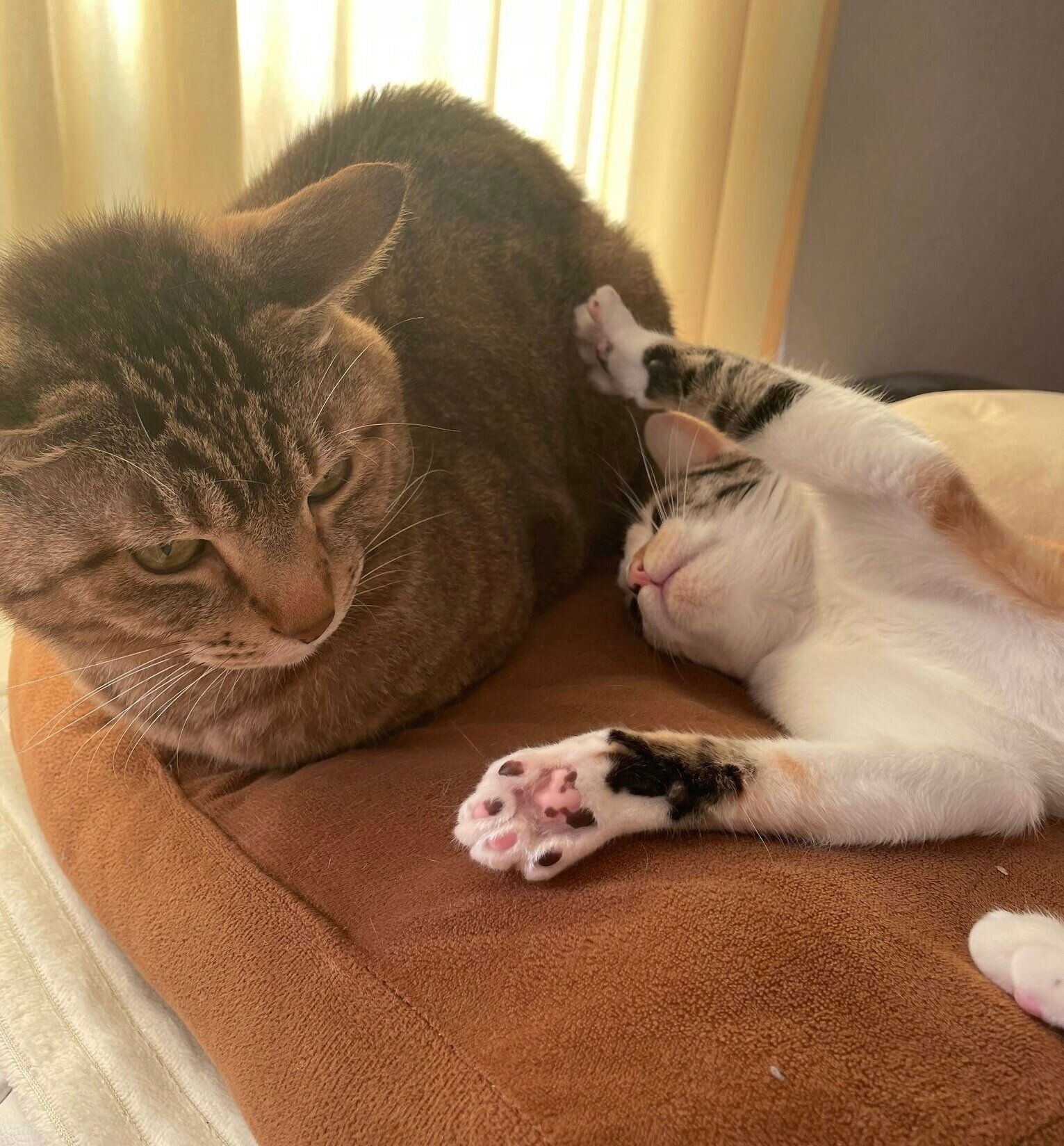 （写真左から）リリくん、後輩猫・ちるちゃん。