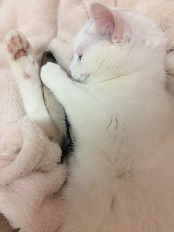 猫は魚好きではない!?