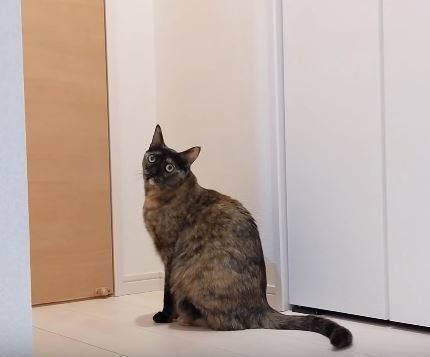 ねこ　ももちゃん