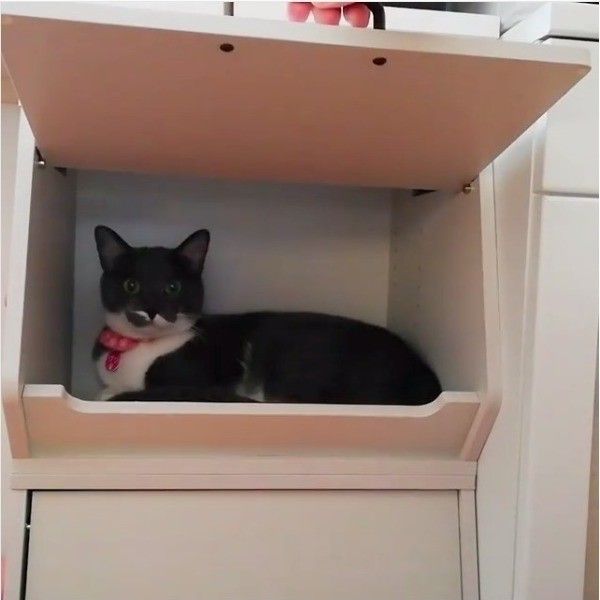 かくれんぼ大好きニャンコ