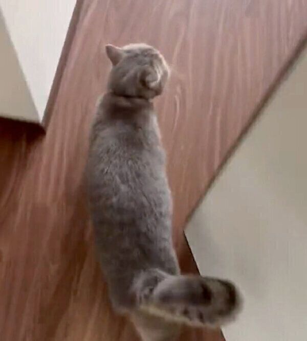 飼い主さんのことを呼びに来たいわしくん