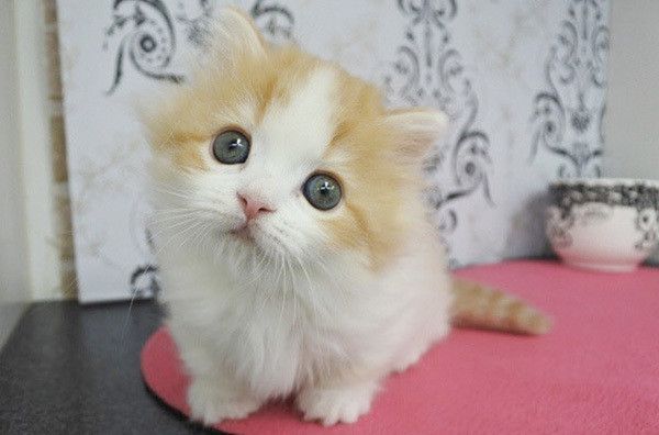 見つめるミヌエット