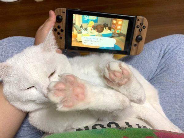 ゲームをする飼い主さんの膝の上で眠るハク様