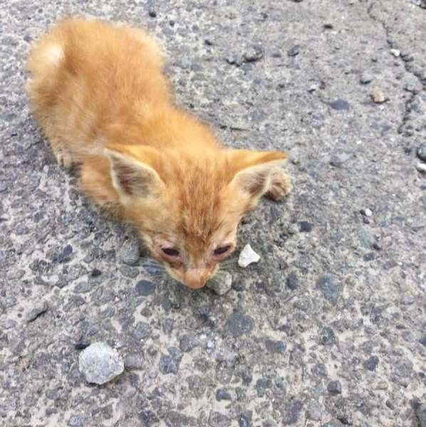 保護された可愛い子猫のせんたくん