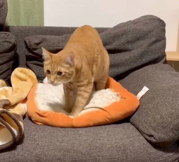 パンをこねる茶トラ