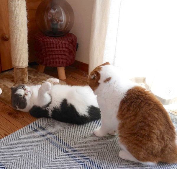 乱闘するスコティッシュフォールド