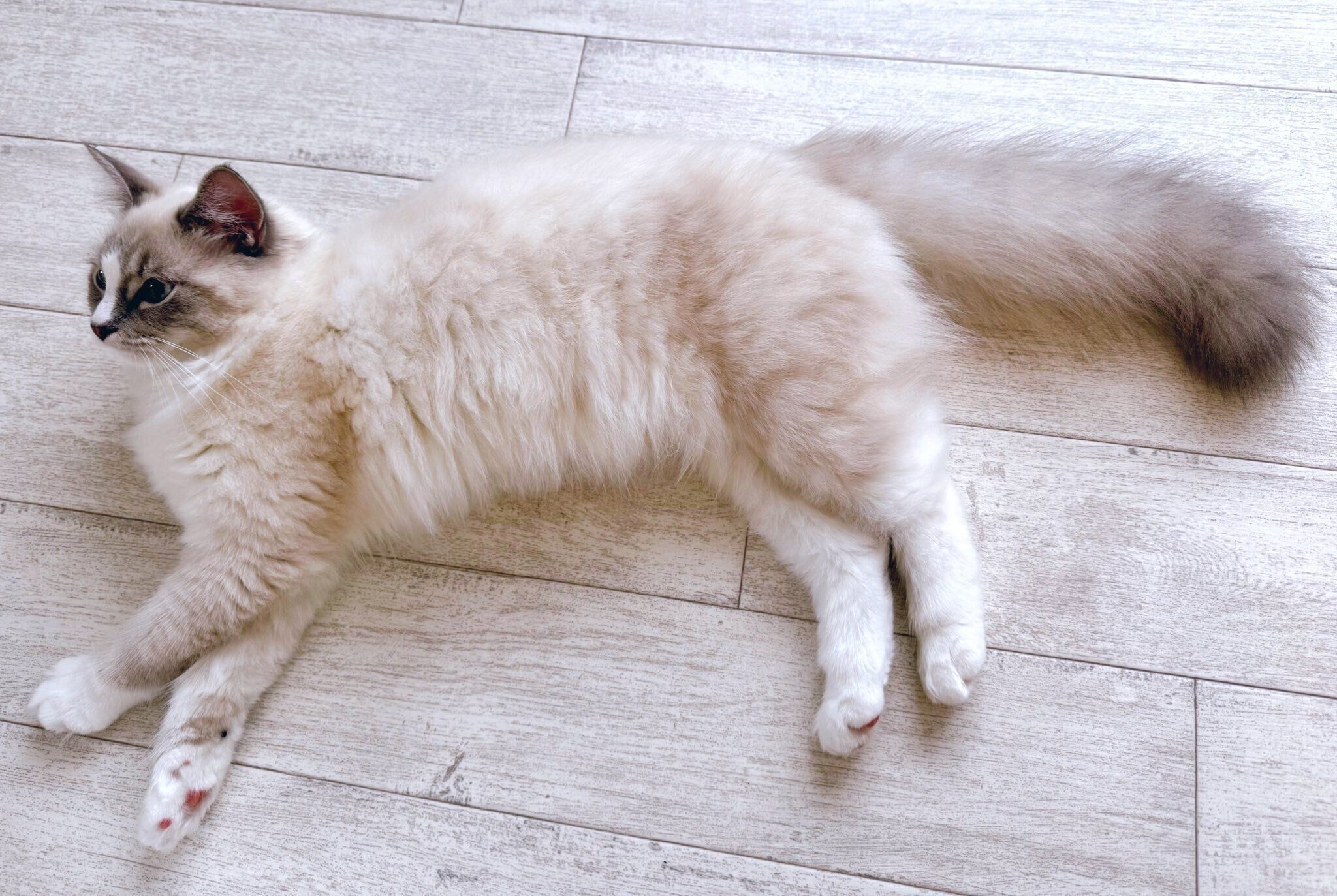 最近よく床に落ちているというピノちゃん