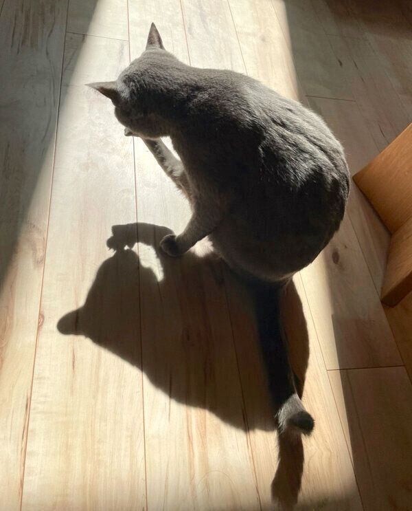 毛づくろいするれおくん