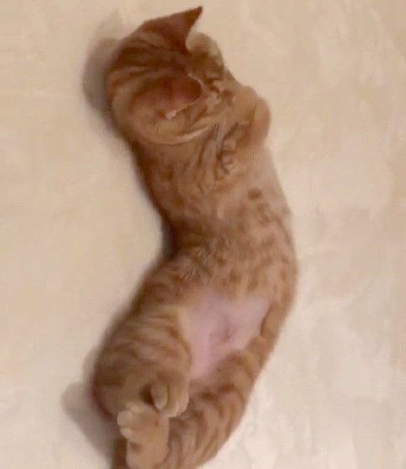 伸びをするマンチカン