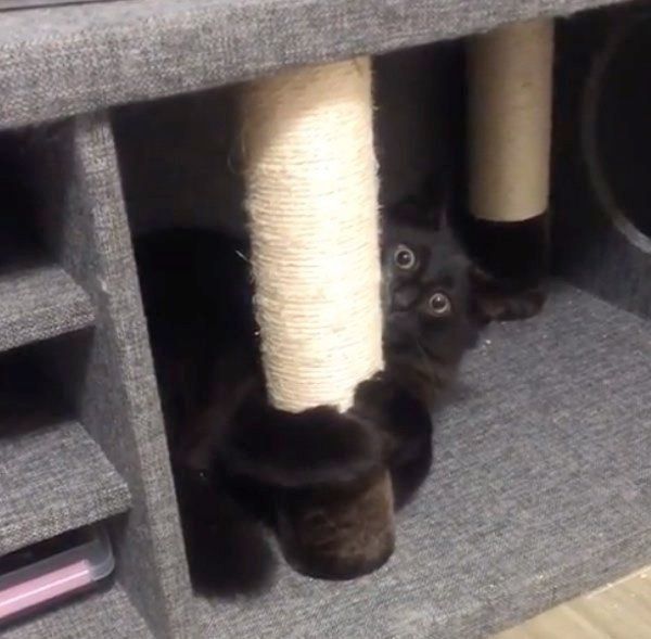 爪をとぐノルウェージャンフォレストキャット