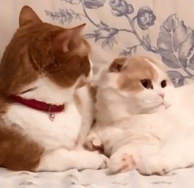 きなこちゃんとはなちゃん