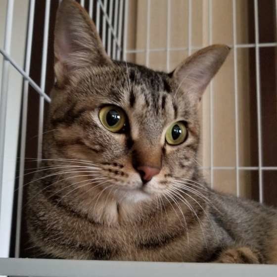 ケージが大好きな猫（MIX）