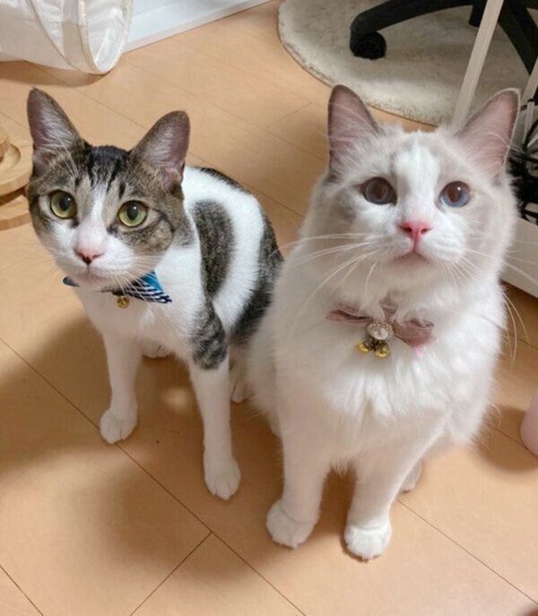 仲良しなあめくん、のあちゃん