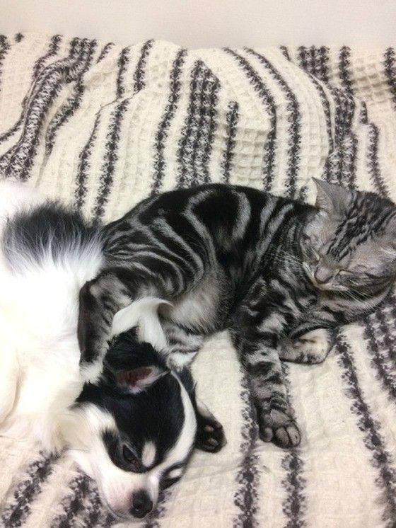 眠る猫とチワワ
