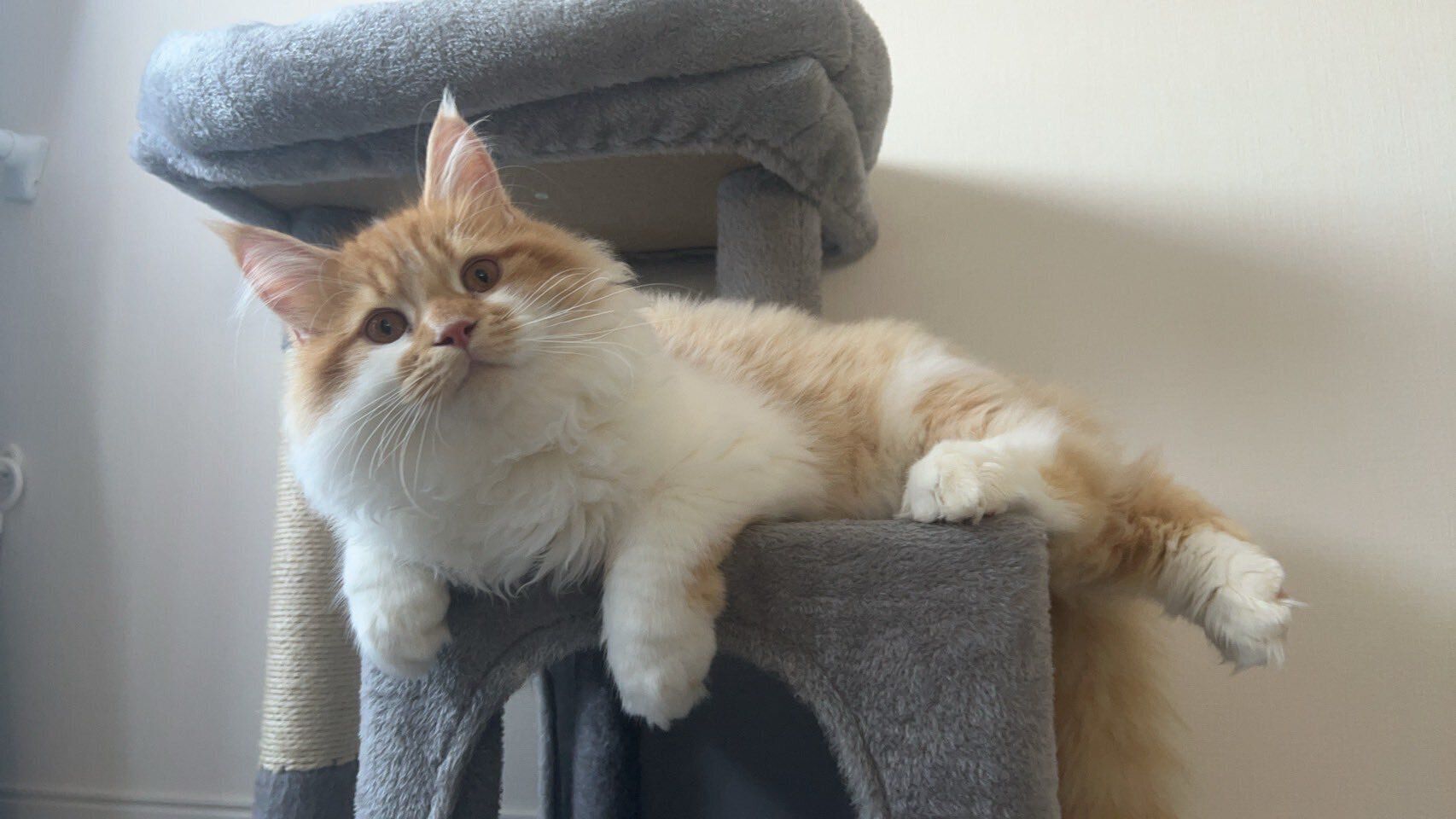 キャットタワーの上で飼い主を見るサイベリアン