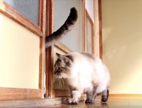 出たり入ったりニャンズ