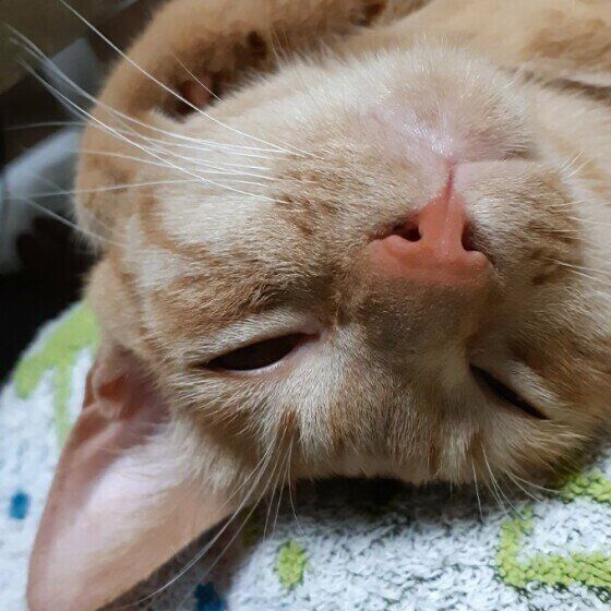 茶トラのアップ