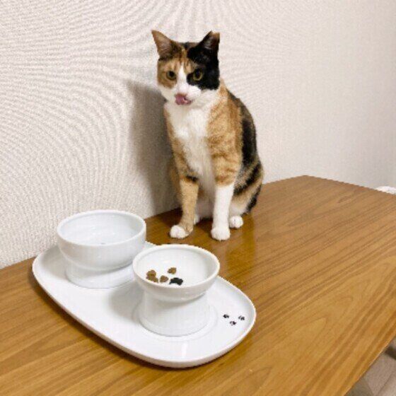 ミケのハナちゃん