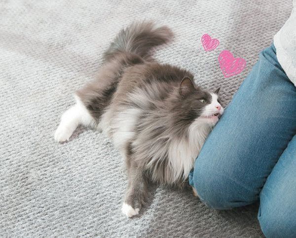 チョコンとのるしぐさでわかる猫の気持ち