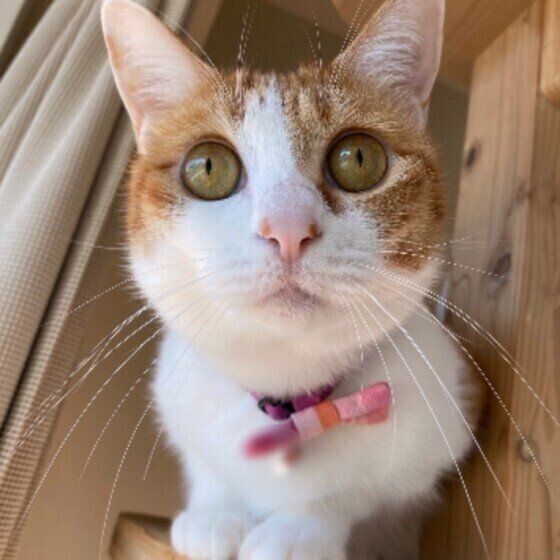 斜め上を見上げている首にピンクのリボンをまいた三毛猫