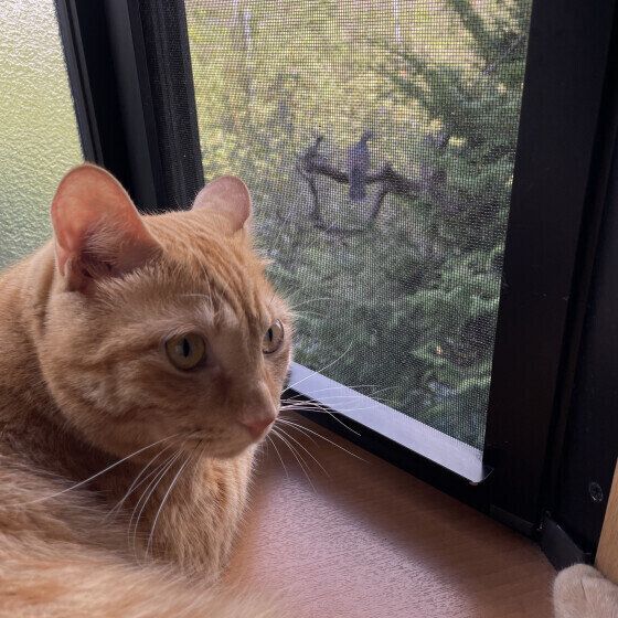 MIX茶トラのトイくん