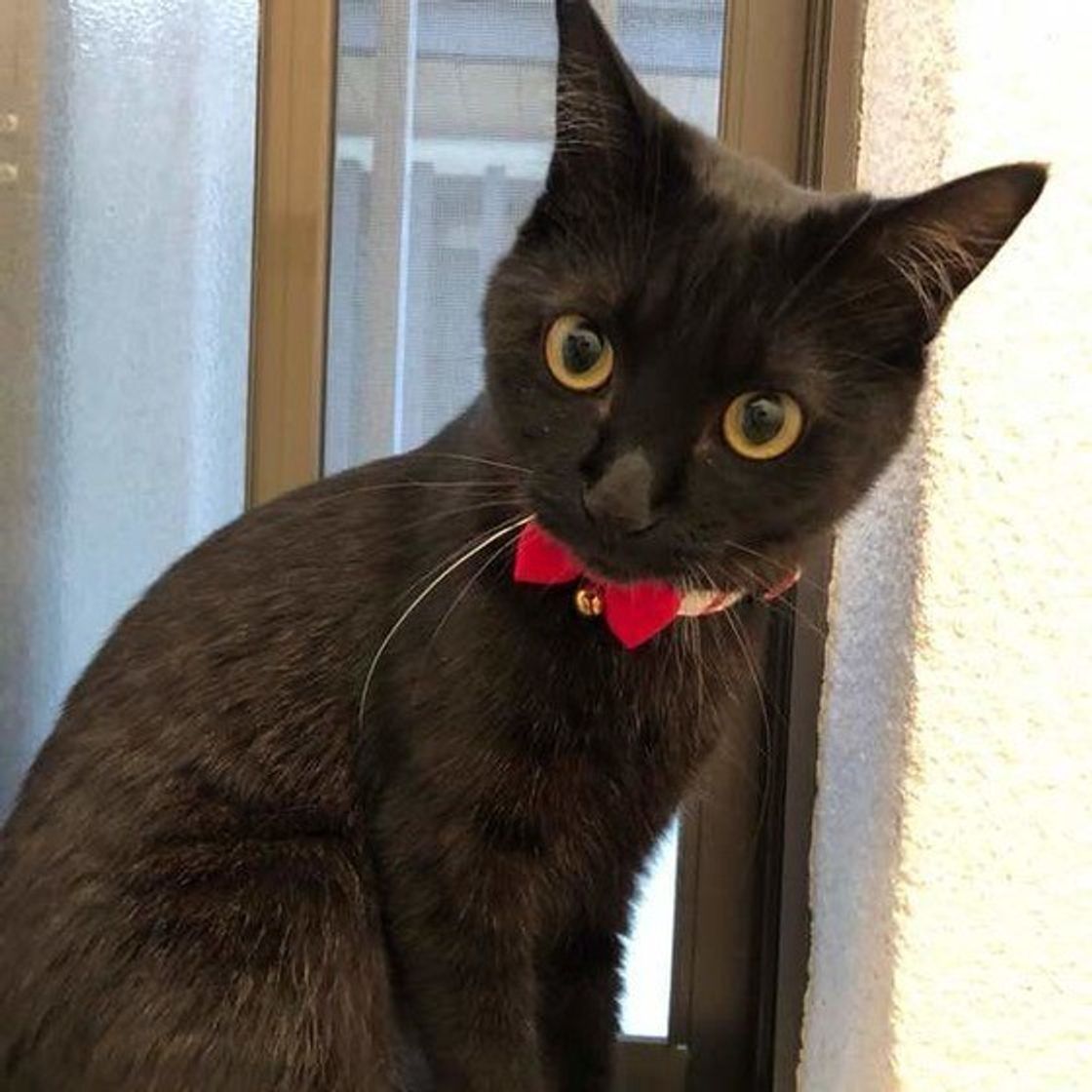 診断付き あなたの愛猫は 末っ子 系猫 4つのトリセツをマスターせよ ねこのきもちweb Magazine 診断付き あなたの愛猫は 末っ子 系猫 4つのトリセツをマスターせよ ねこのきもちweb Magazine