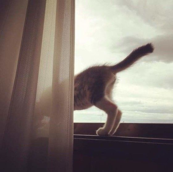 三毛猫のしっぽ