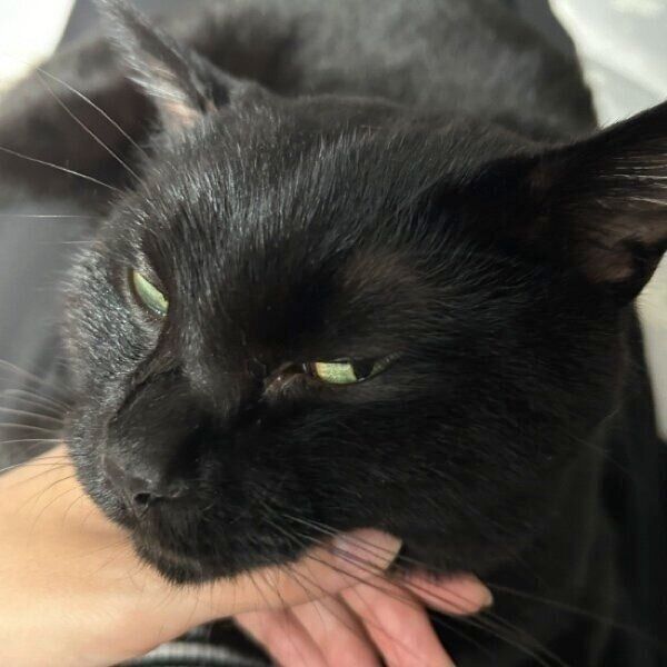 お腹の上でリラックスのりーじくん