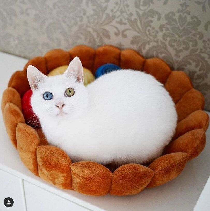 フルーツタルト型の猫ベッド