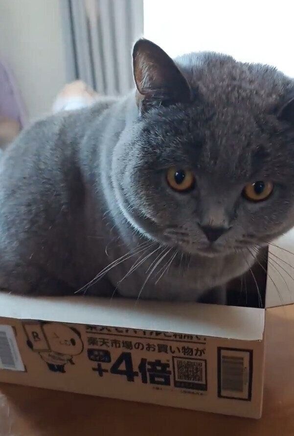 飼い主を見るブリティッシュショートヘア