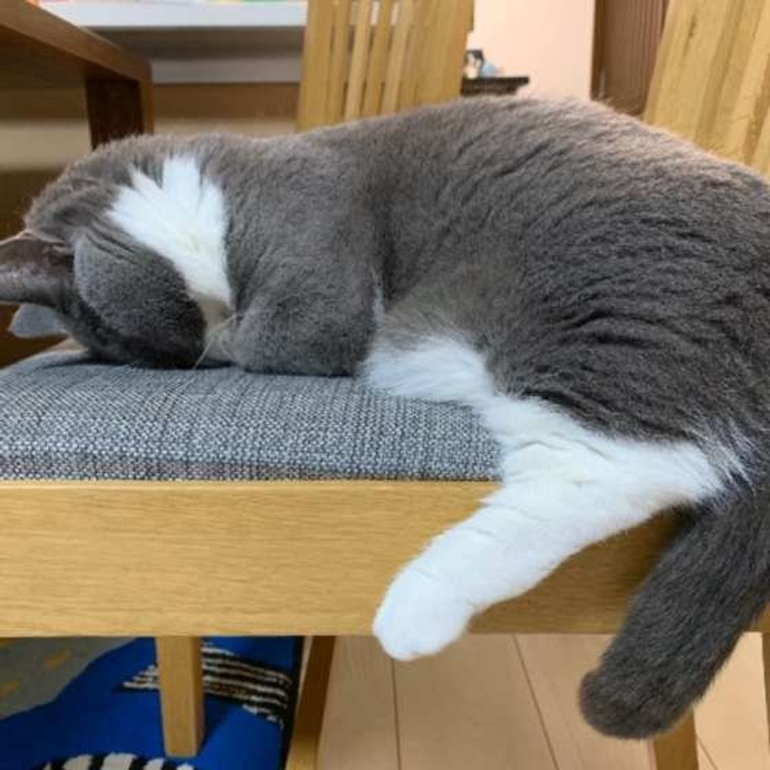 土下座してるの 息できてるの 猫の ごめん寝 から考えられる4つのこと ねこのきもちweb Magazine 土下座してるの 息できてるの 猫の ごめん寝 から考えられる4つのこと ねこのきもちweb Magazine