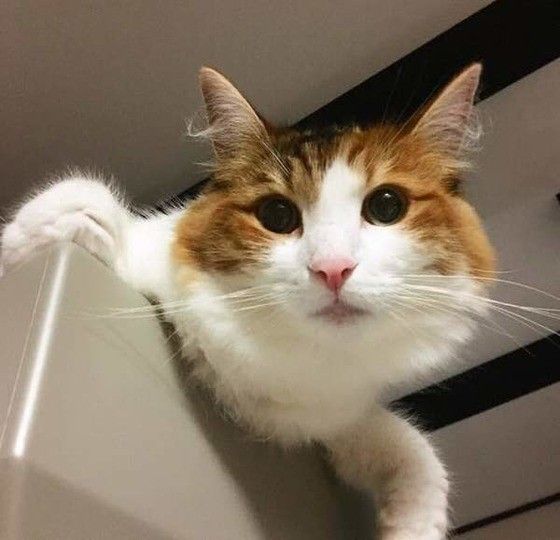 見つめるノルウェージアンフォレストキャット