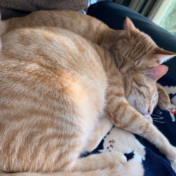 薄茶トラの添い寝