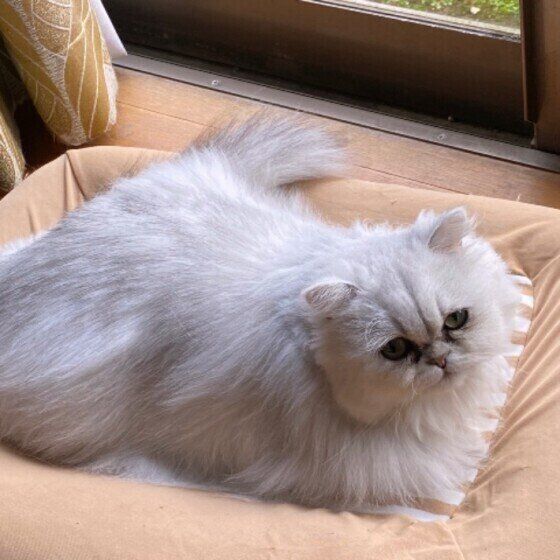 ベッドでくつろぐ猫（ペルシャ、メス）