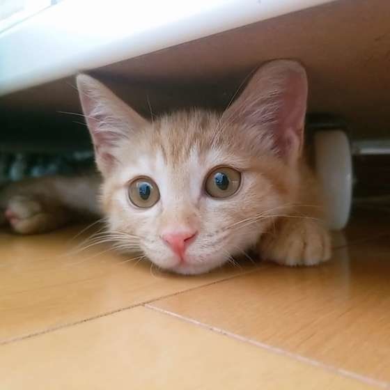 隠れる猫