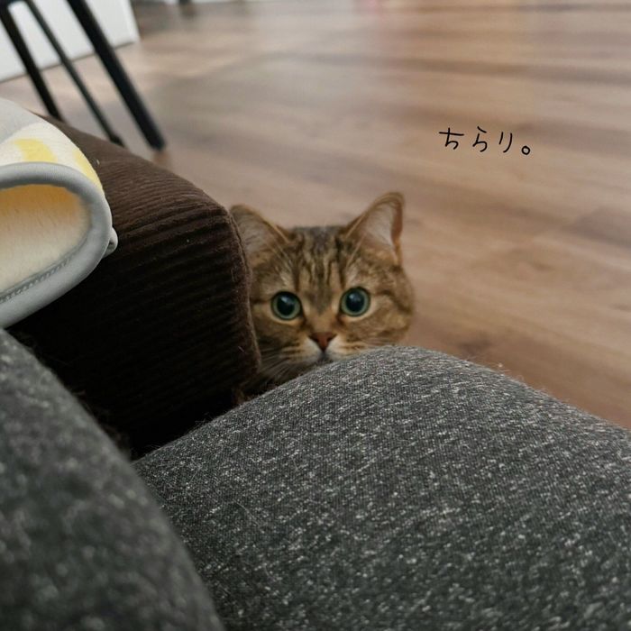 飼い主さんが朝方ソファで横たわっていると、起こしにきてくれたきなこちゃん