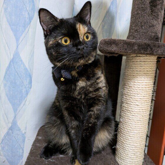 スコティッシュフォールドのサビちゃん♪