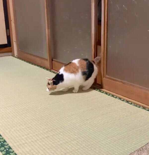 獲物を狙うミケちゃん